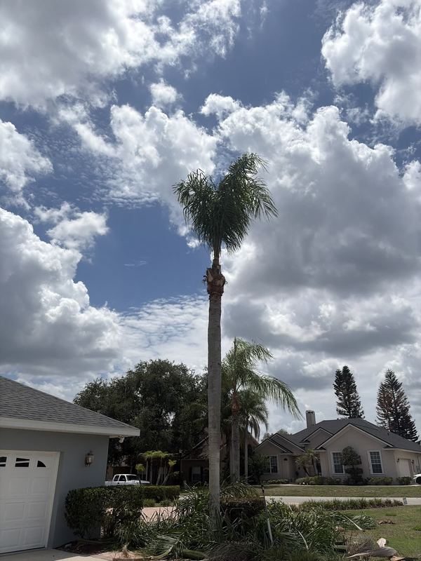 Mature palm on a finished property — Lakeland.
